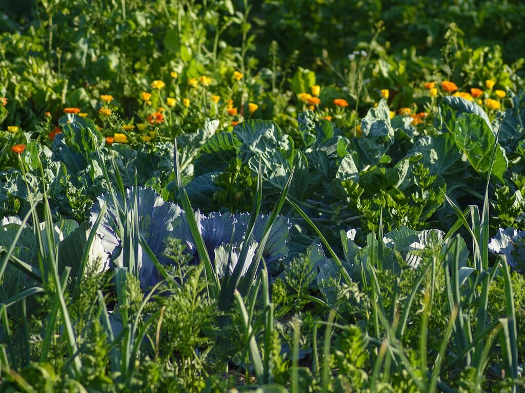 vegetables, vegetable patch, food, meal, vegetable garden, healthy, vegetable growing, nourishment, fresh, garden, green, nature, vitamins, bio, field crop, kitchen garden, vegetable patch, vegetable garden, vegetable garden, vegetable garden, vegetable garden, vegetable garden