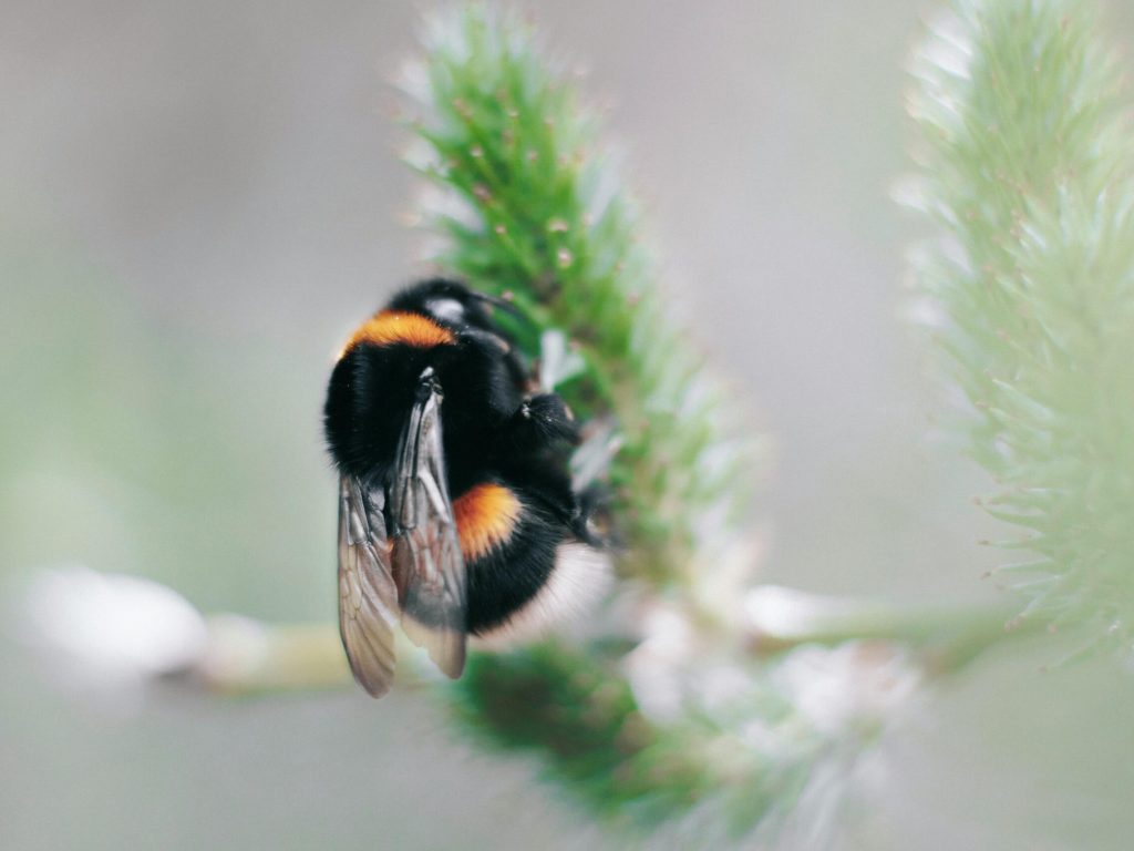 Macro shot of a bumblebee collecting nectar on a flower in spring.